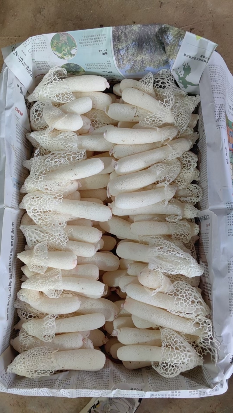 贵州红托竹荪