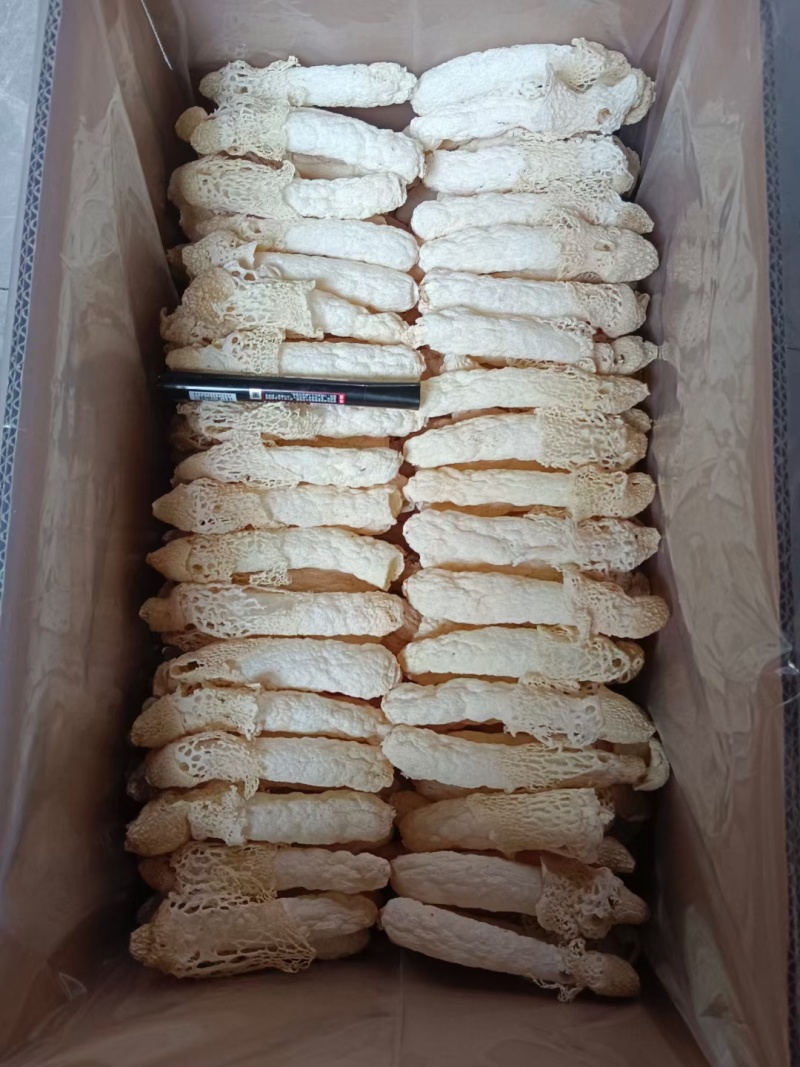 贵州红托竹荪