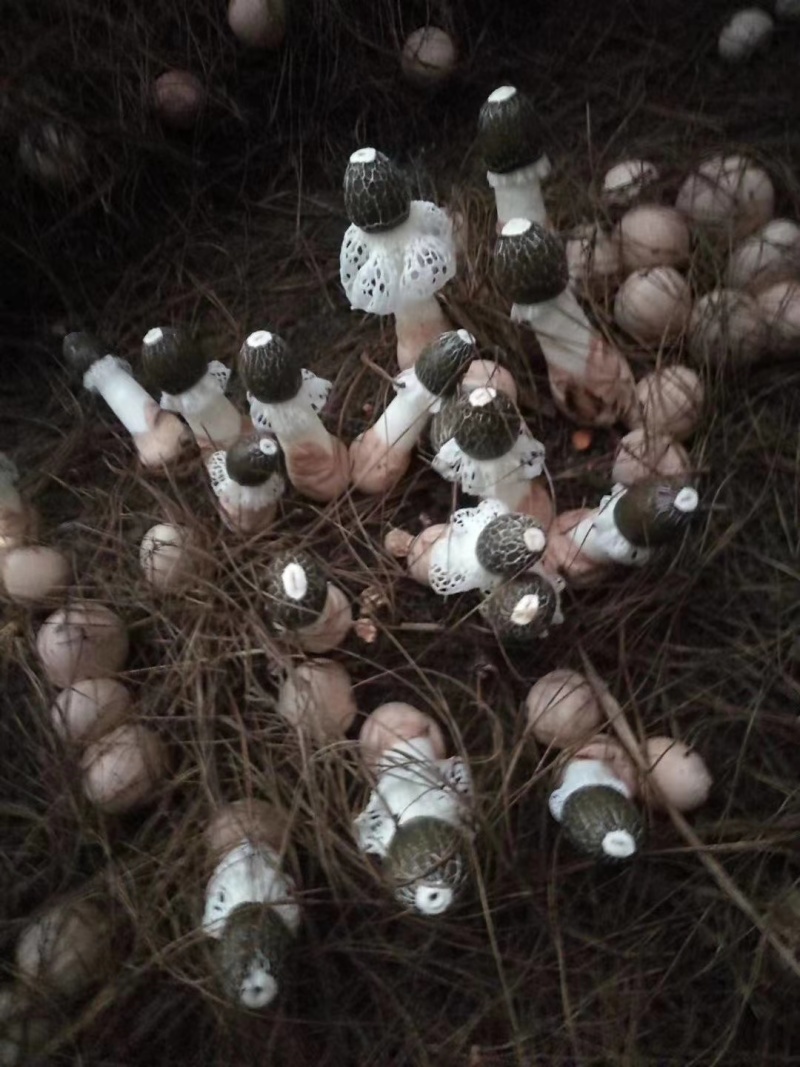贵州红托竹荪