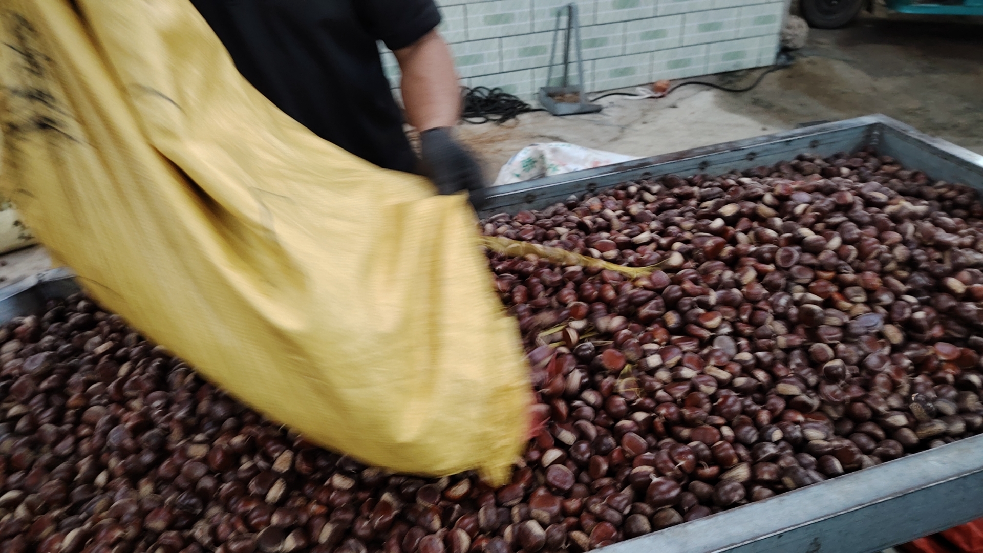 金黄色的阳光洒在乡村的板栗林间,地面上散落着带刺的绿色板栗果实,几位农民正弯腰捡拾成熟的栗子,旁边堆放着竹筐和麻袋,远处可见连绵的丘陵和秋日的树木,呈现出一幅典型的秋季丰收图景 板栗丰收场景