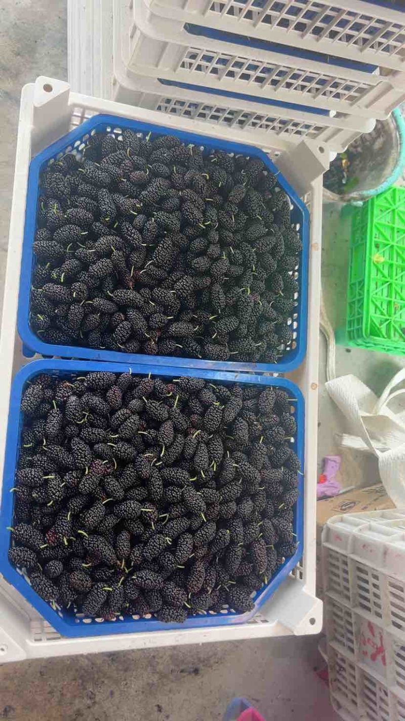 桑葚出来了