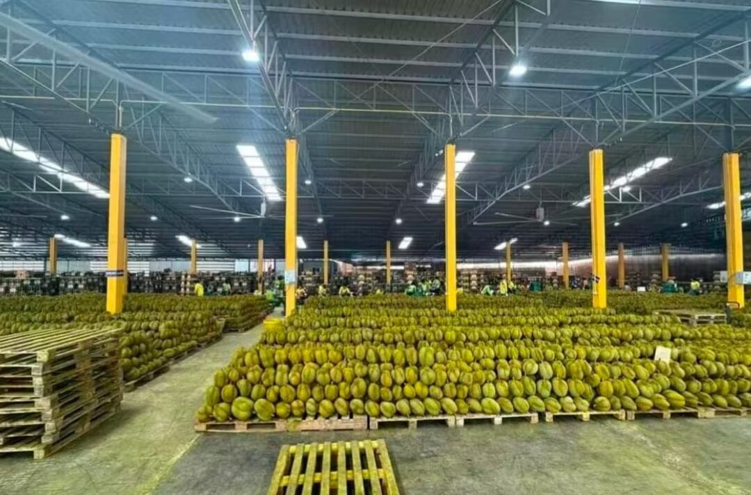 展示一片金枕头榴莲种植园,果树整齐排列,果实挂满枝头,远处有果农在劳作 金枕头榴莲果园实景