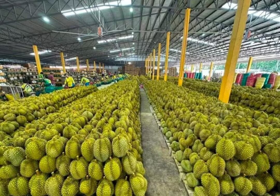 一位果农正在市场上挑选金枕榴莲,手拿一个成熟的金枕榴莲,旁边是未成熟的绿色果实,背景为热带水果市场 金枕榴莲选购技巧