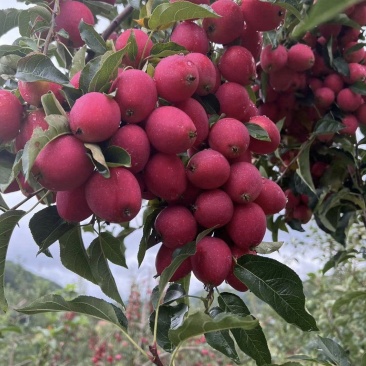 辽宁北镇鸡心果也叫（海棠果）口感好质量好货源量大可全国发货