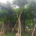 红花楹树15～18公分基地直销大小规格齐全质量优质