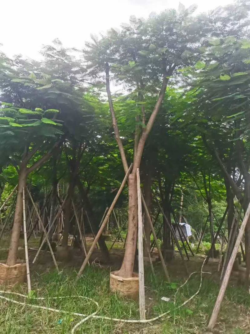 红花楹树15～18公分基地直销大小规格齐全质量优质