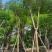 红花楹树15～18公分基地直销大小规格齐全质量优质
