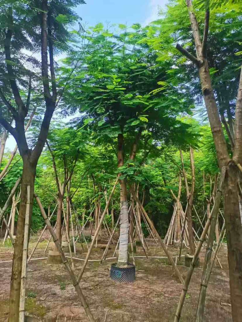 红花楹树15～18公分基地直销大小规格齐全质量优质