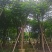 红花楹树15～18公分基地直销大小规格齐全质量优质