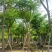 红花楹树15～18公分基地直销大小规格齐全质量优质