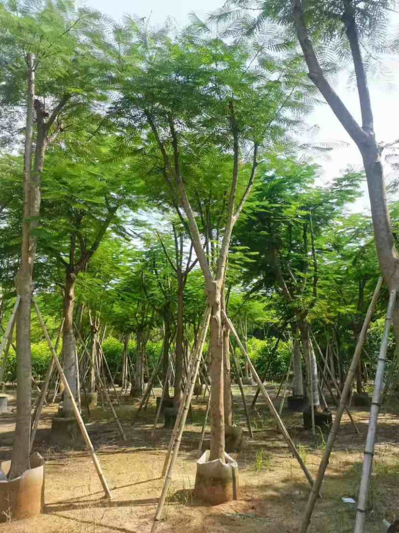 红花楹树15～18公分基地直销大小规格齐全质量优质