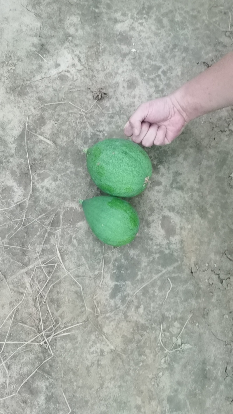 瓜蒌青瓜