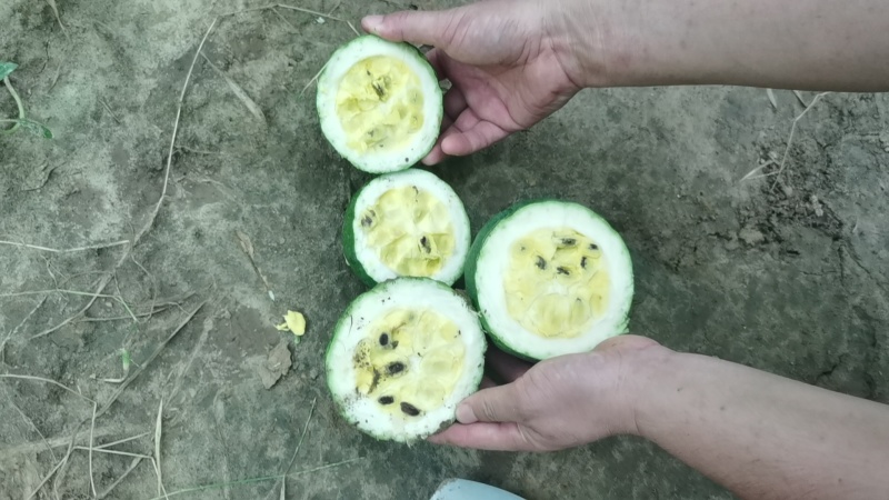 瓜蒌青瓜