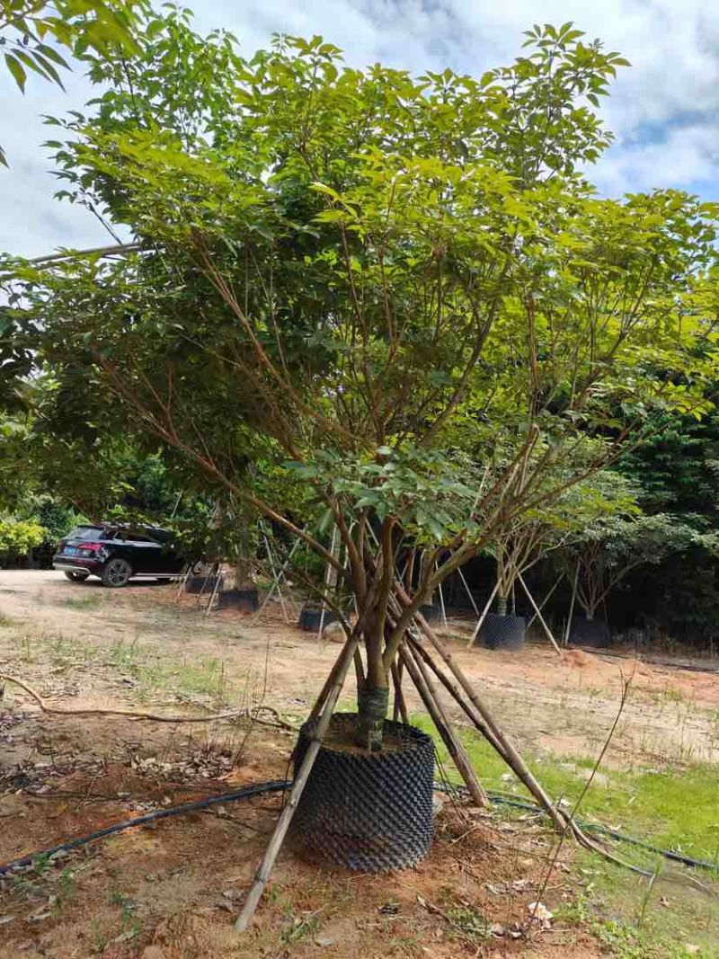 丛生紫花风铃木基地直销大小规格齐全质量优质