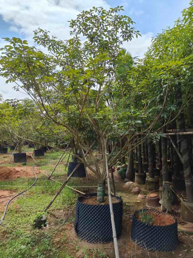 丛生紫花风铃木基地直销大小规格齐全质量优质