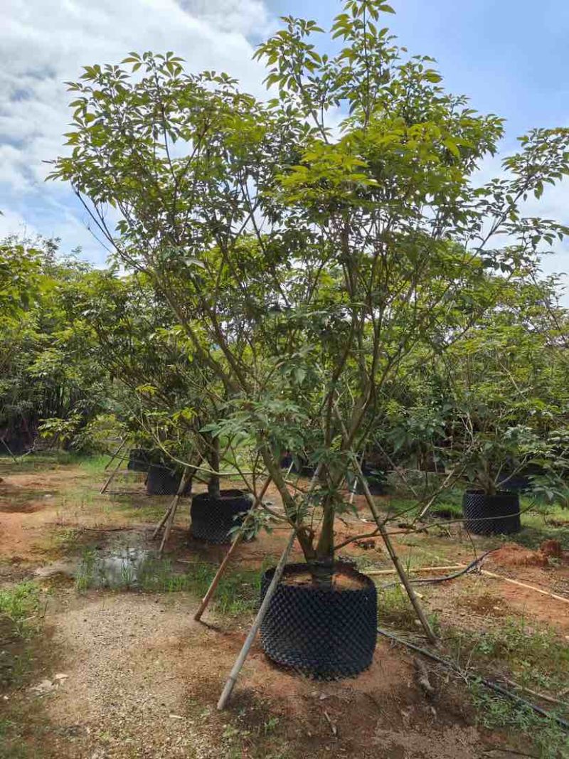 丛生紫花风铃木基地直销大小规格齐全质量优质