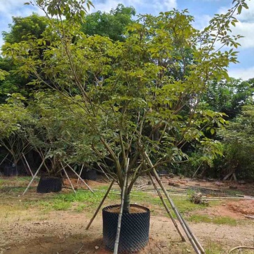 丛生紫花风铃木基地直销大小规格齐全质量优质