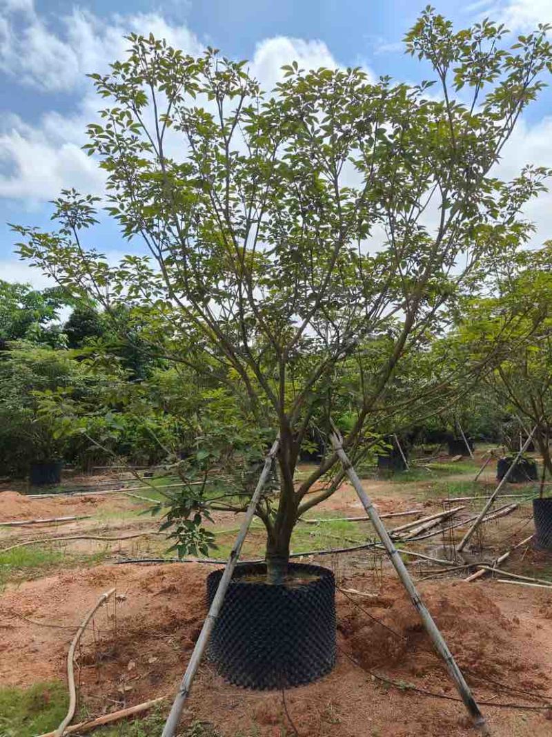 丛生紫花风铃木基地直销大小规格齐全质量优质
