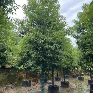 香樟10～12公分基地直销大小规格齐全质量优质大冠幅