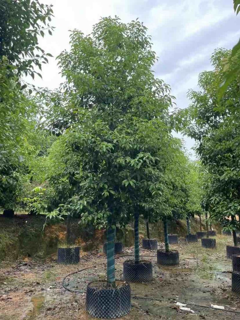 香樟10～12公分基地直销大小规格齐全质量优质大冠幅