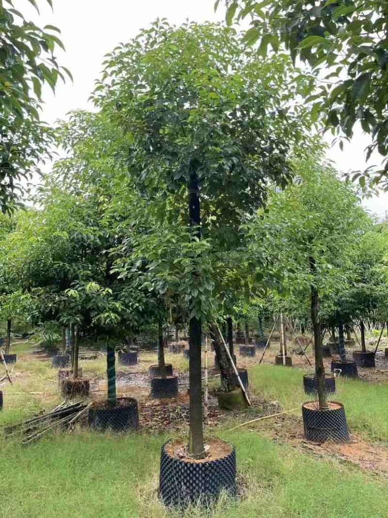 香樟10～12公分基地直销大小规格齐全质量优质大冠幅