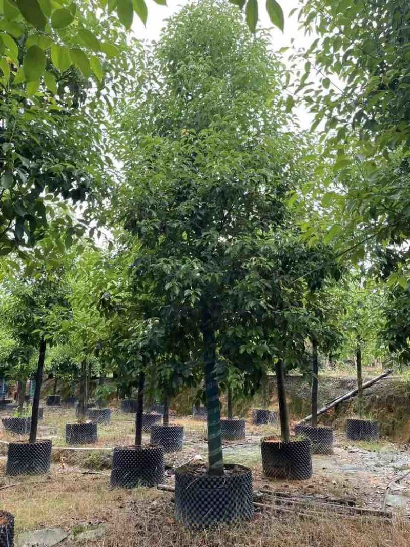香樟10～12公分基地直销大小规格齐全质量优质大冠幅