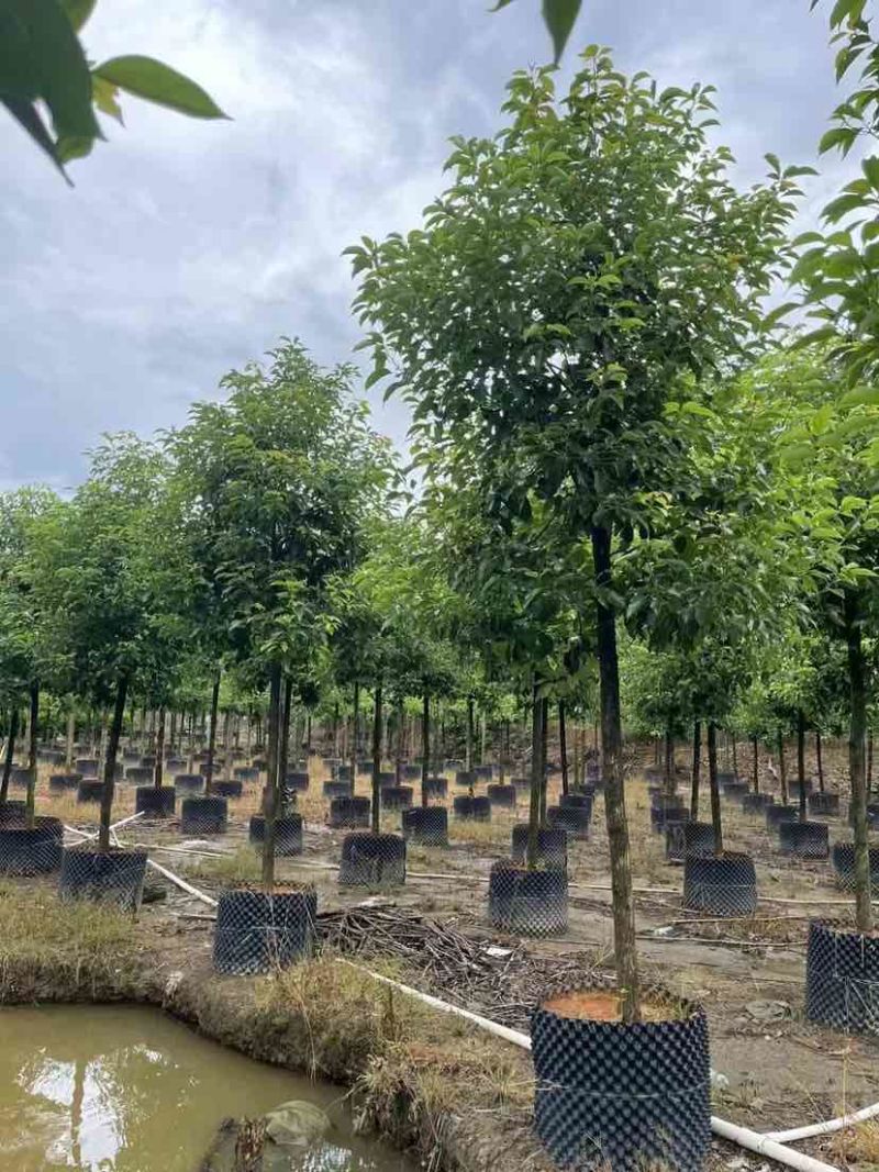 香樟10～12公分基地直销大小规格齐全质量优质大冠幅