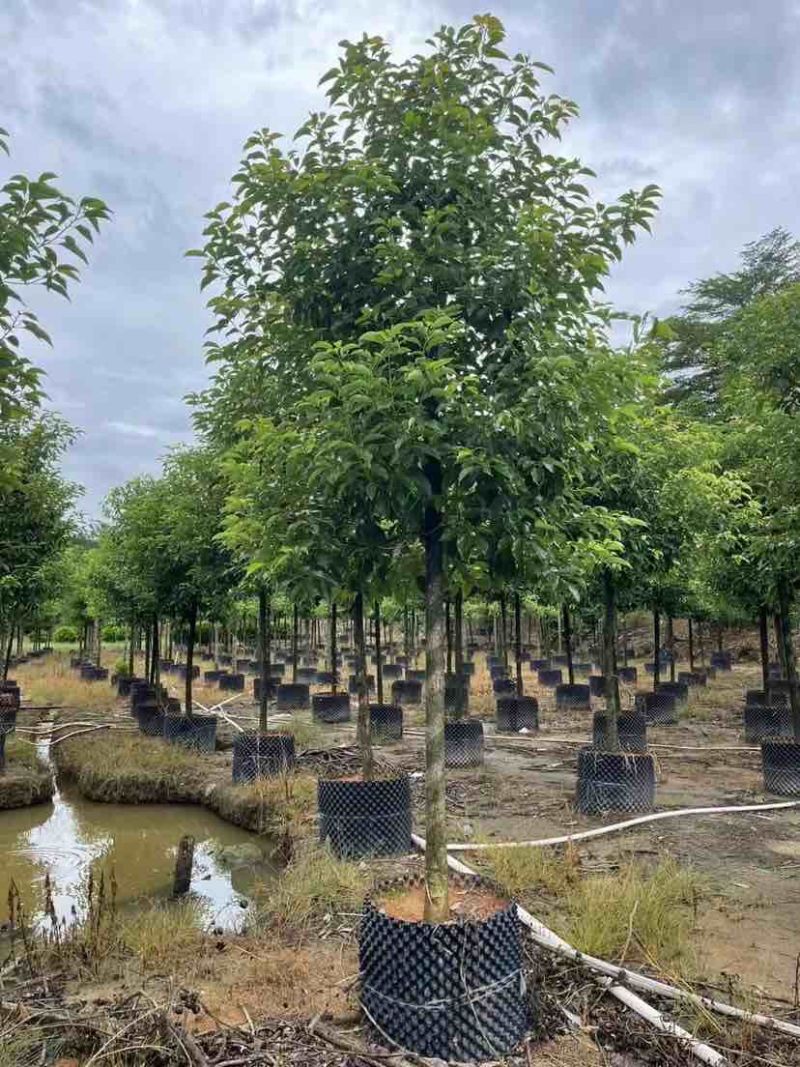 香樟10～12公分基地直销大小规格齐全质量优质大冠幅
