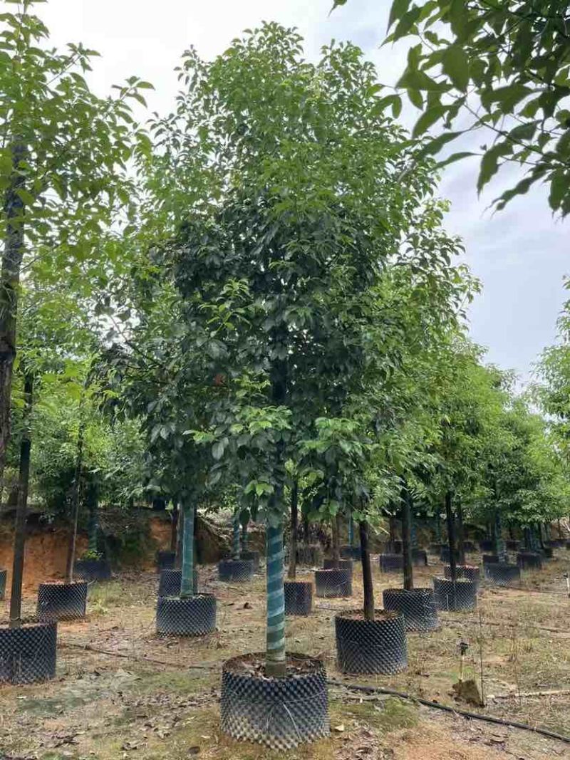 香樟10～12公分基地直销大小规格齐全质量优质大冠幅
