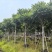 麻楝12～15公分基地直销大小规格齐全质量优质