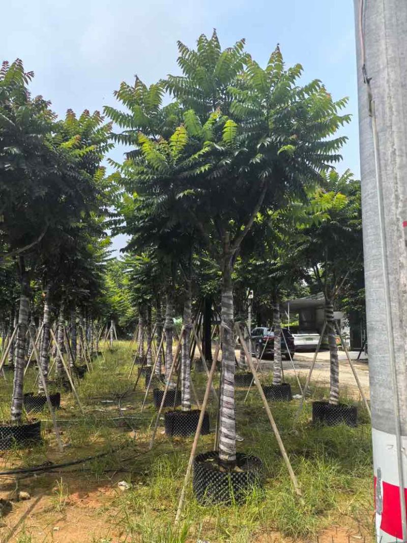 麻楝12～15公分基地直销大小规格齐全质量优质
