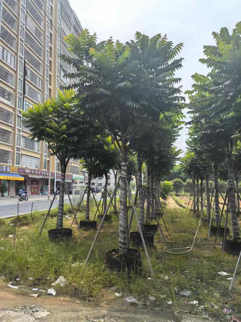 麻楝12～15公分基地直销大小规格齐全质量优质