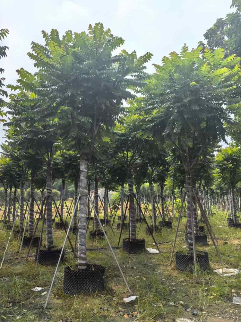 麻楝12～15公分基地直销大小规格齐全质量优质
