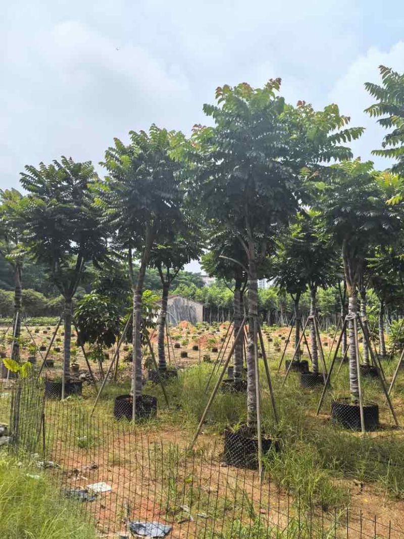 麻楝12～15公分基地直销大小规格齐全质量优质