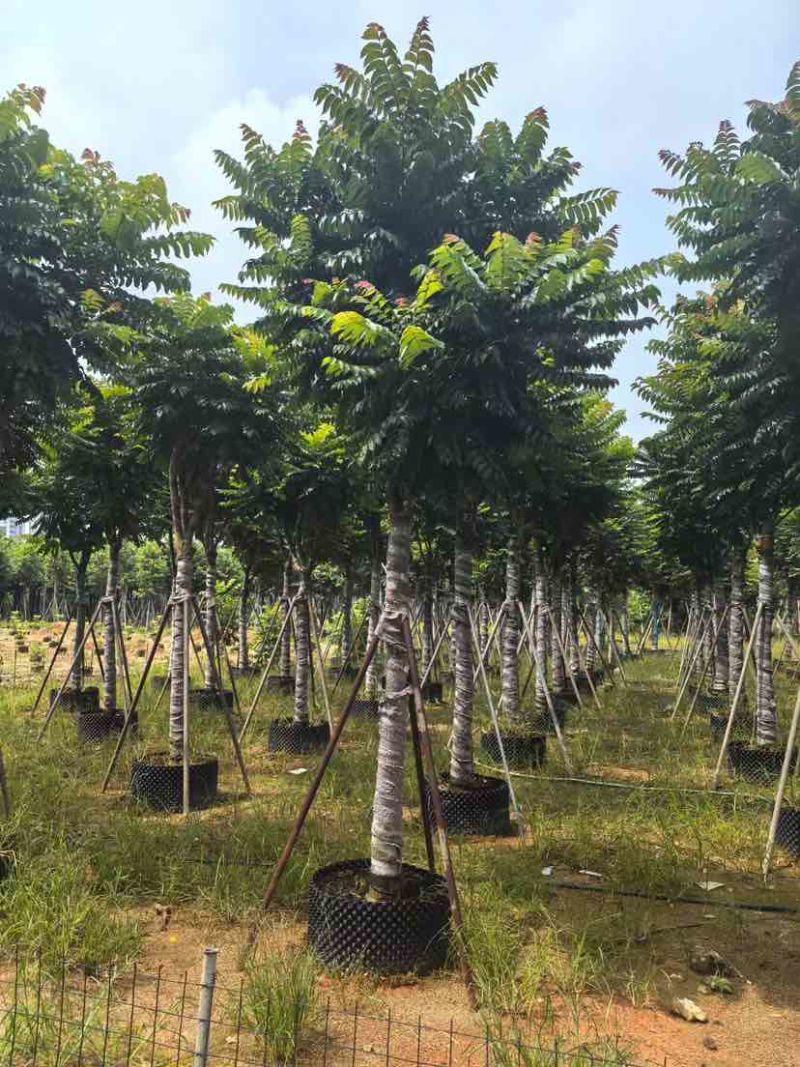 麻楝12～15公分基地直销大小规格齐全质量优质