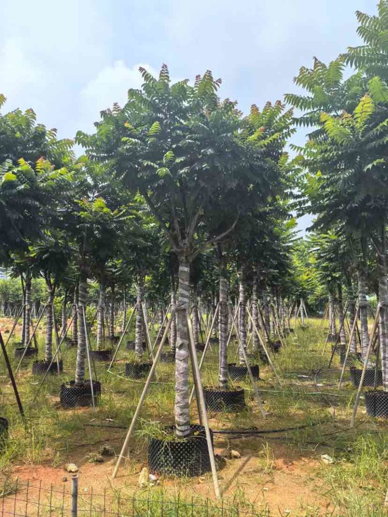 麻楝12～15公分基地直销大小规格齐全质量优质
