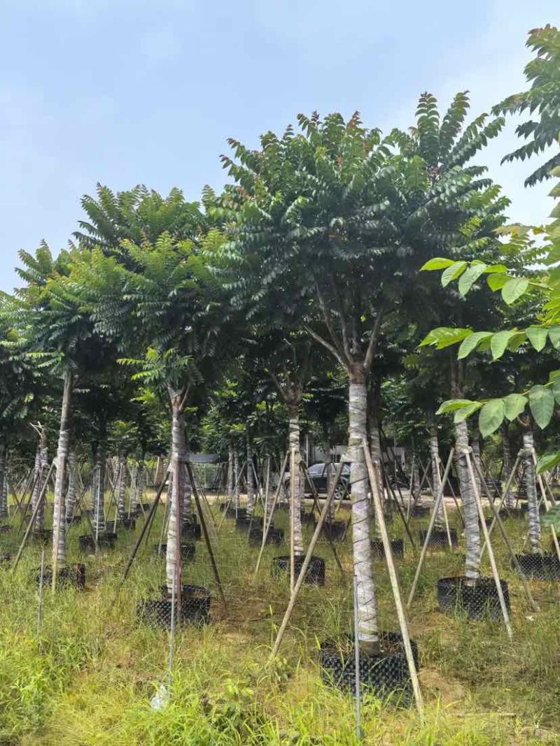 麻楝12～15公分基地直销大小规格齐全质量优质