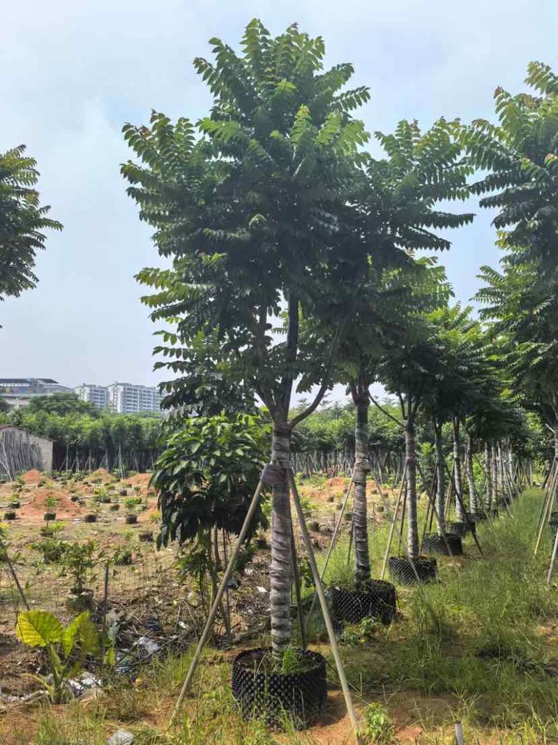 麻楝12～15公分基地直销大小规格齐全质量优质