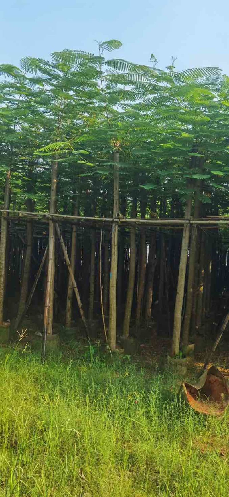 凤凰树8～10公分基地直销大小规格齐全质量优质