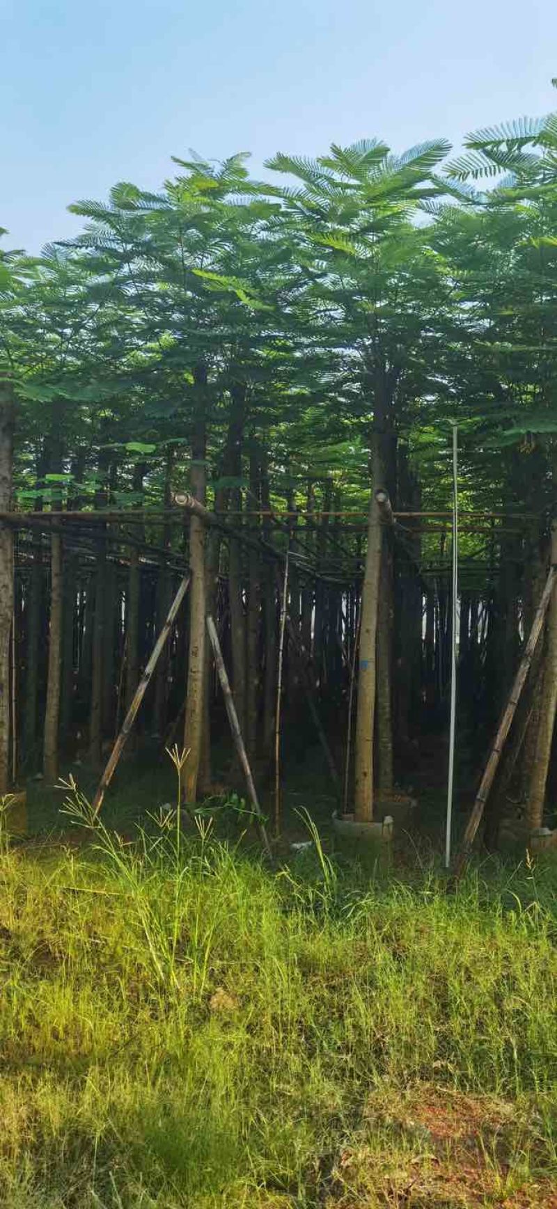 凤凰树8～10公分基地直销大小规格齐全质量优质