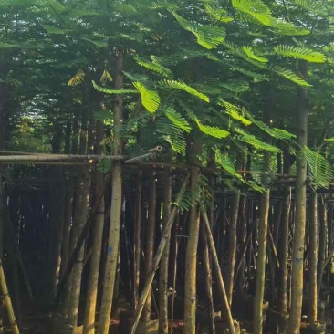 凤凰树8～10公分基地直销大小规格齐全质量优质
