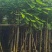 凤凰树8～10公分基地直销大小规格齐全质量优质