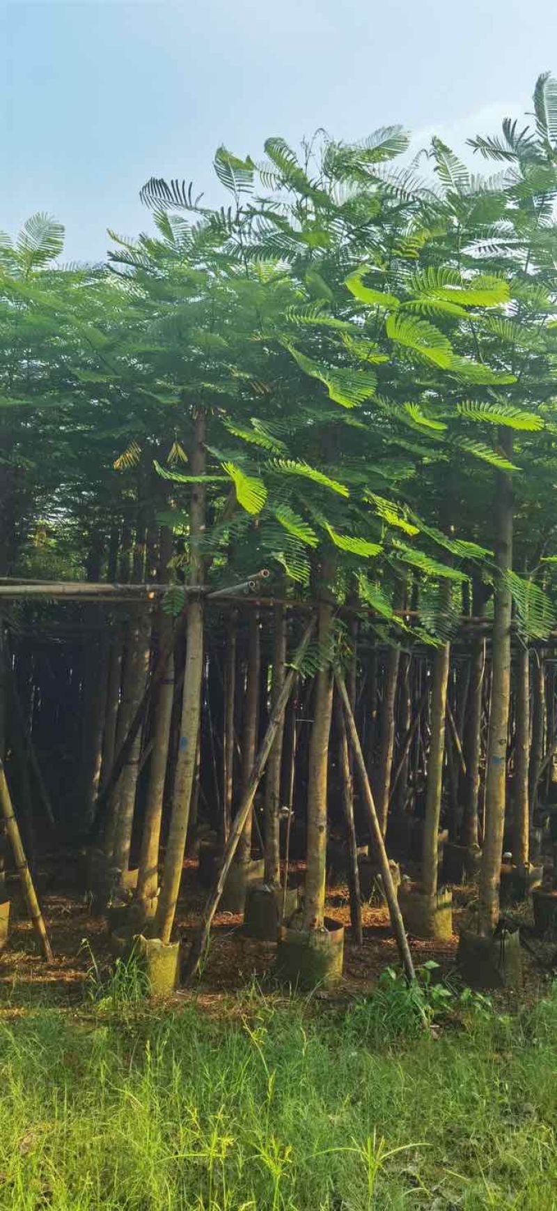 凤凰树8～10公分基地直销大小规格齐全质量优质