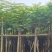 凤凰树8～10公分基地直销大小规格齐全质量优质