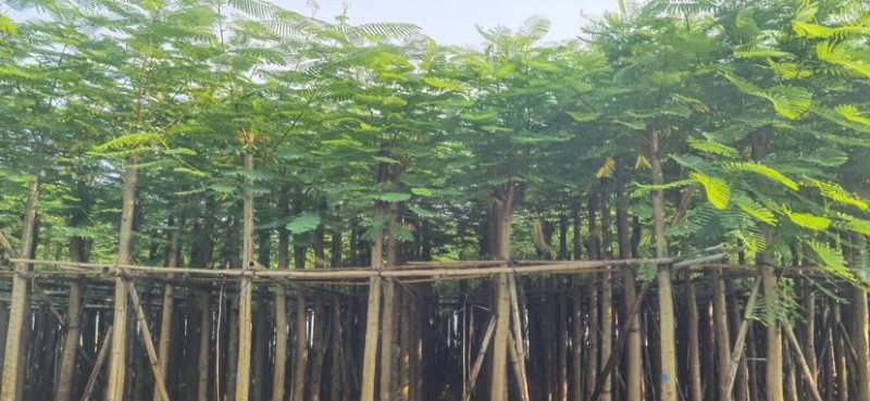 凤凰树8～10公分基地直销大小规格齐全质量优质