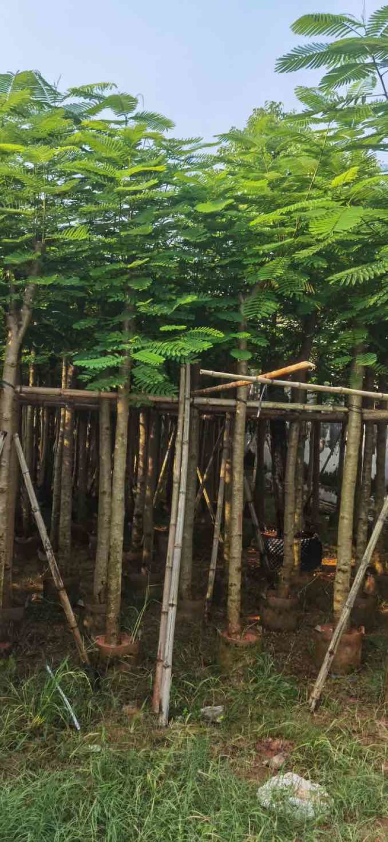 凤凰树8～10公分基地直销大小规格齐全质量优质