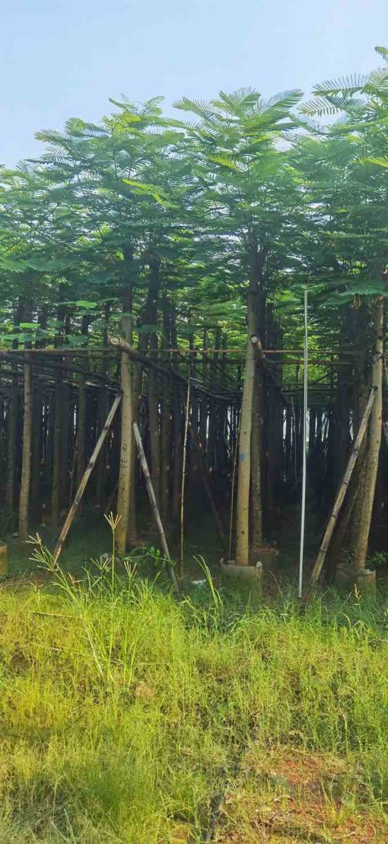 凤凰树8～10公分基地直销大小规格齐全质量优质