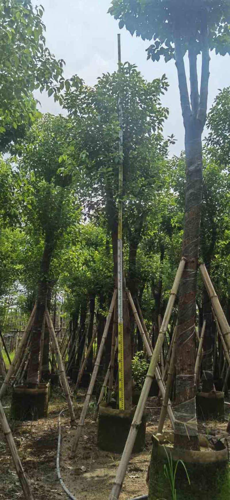 骨架香樟12～15公分基地直销大小规格齐全质量优质