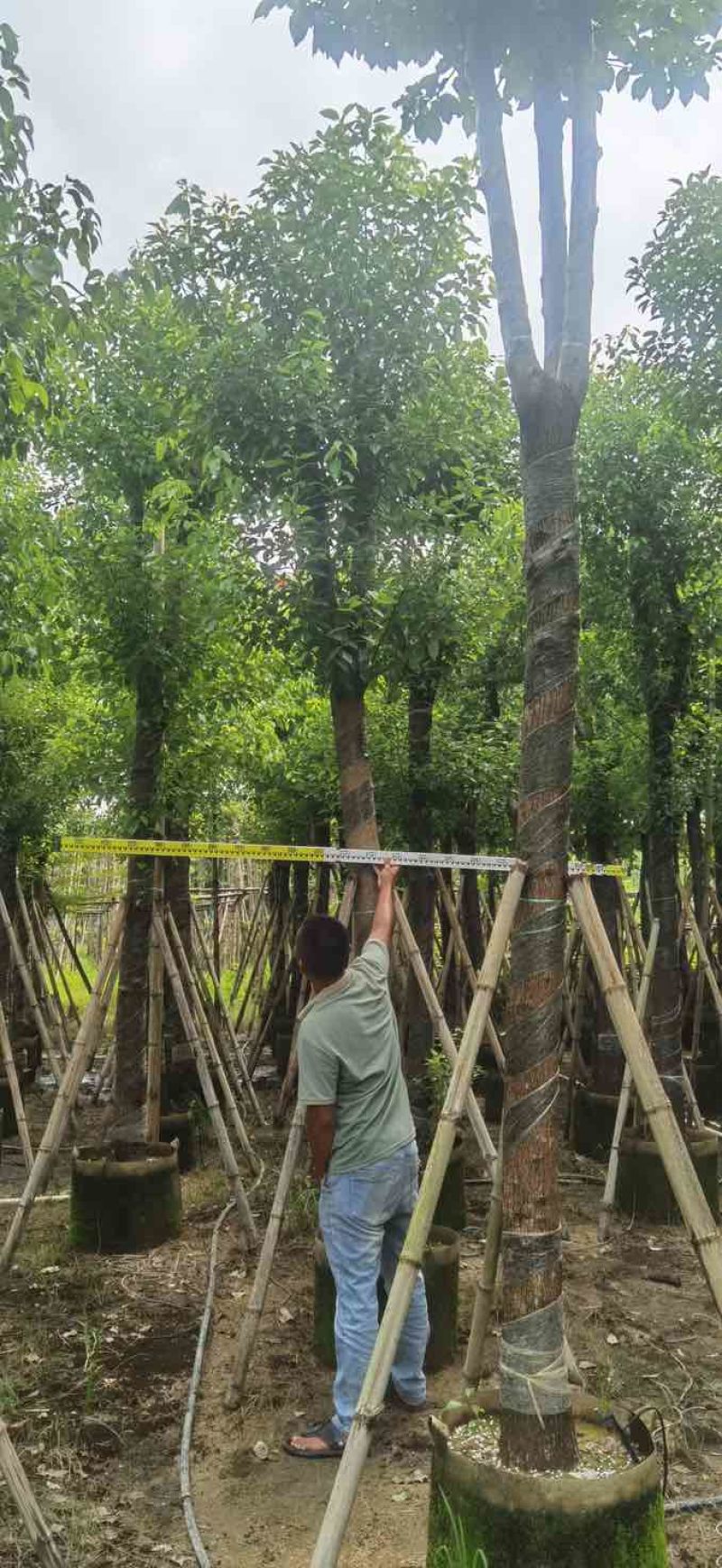 骨架香樟12～15公分基地直销大小规格齐全质量优质