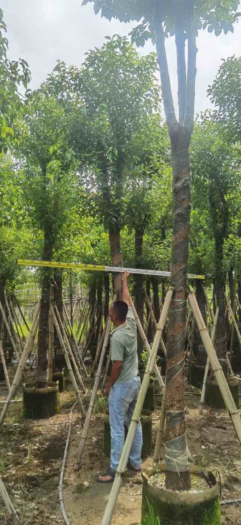 骨架香樟12～15公分基地直销大小规格齐全质量优质